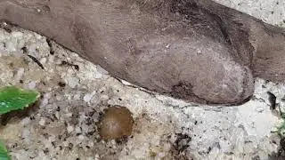 Ants vs Maggots