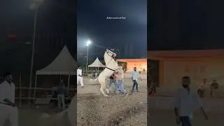 Tapi Horse Show 2026 - Horse Video - action horse video #horse