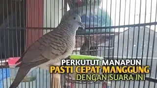 Perkutut Betina memanggil jantan Suara bersahutan perkutut lokal gacor , Ampuh untuk PANCINGAN