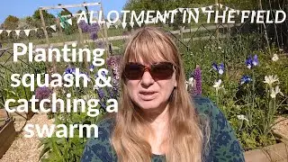 Planting squashes and catching a swarm of bees @Allotment in the field