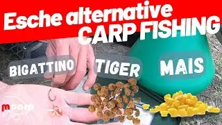 Pesca a carpfishing con i bigattini e le granaglie. Esche alternative.