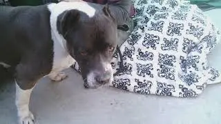 A5254623 Yankee | Pit Bull/Mastiff