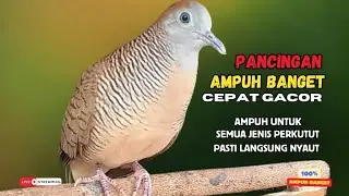 Perkutut Lokal Gacor AMPUH Untuk Pancingan Semua Burung Perkutut Agar Cepat Bunyi | Zebra Dove Z46