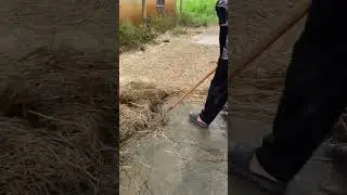 clean the yard of dry grass so that it doesn't disturb the cleanliness of the house