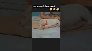 🐶❤️#doglover542 #dog #puppy #love #shorts #viral #comedy #cutepuppy #youtube