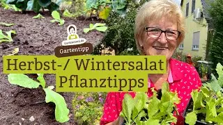 Herbst- und  Wintersalat pflanzen - Pflanz-Tipps f&uuml;r verschiedene Salatsorten