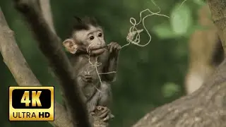The Secret Life of Monkeys | Intelligent, Social & Human-Like Creatures Documentary