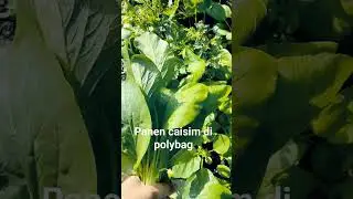 #caisim#polybag #benihsayuran #sayuransehat #sayuranhidroponik #sayuransehat