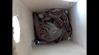 High Box Spring 2021 - House Sparrow Evicted - HOSP Laid an Egg after Removal from Nest Box