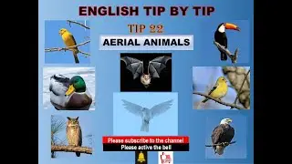 ENGLISH TIP BY TIP -  TIP 22 AERIAL ANIMALS