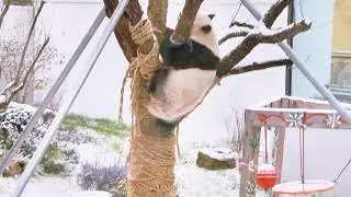 The giant pandas Yubao & Jiayueyue at Wuxi Zoo are having a blast in the snow!
