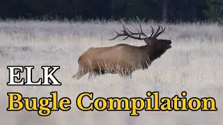 Amazing Sound of ELK Bugle During The Rut | Elk Bugling Sounds