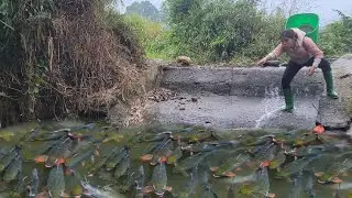 Discovering an old wild water puddle, unexpectedly there are many large fish living densely