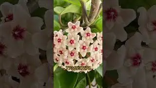 Stock Clearance sale offer hoya Plant 🌿 #greenlove # #garden #gardening #gardenplant #plant