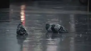 Operation Blue Sky: The Bird That Outsmarted the Underworld