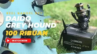 DAIDO GREY HOUND ‼️ 100 RIBUAN ⁉️ SEBELUM JADI LANGKA ‼️