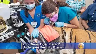Zoo Miami Tiger 'Berani' Undergoes Fertility Exam