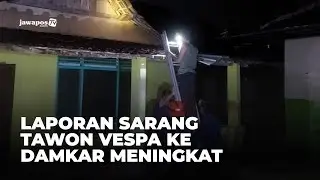 MADIUN - Laporan Sarang Tawon Vespa ke Damkar Meningkat