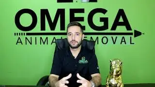 How Much Does Rodent Removal Cost?