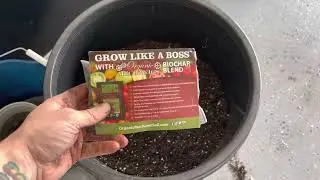 How to transfer an Early Elberta peach tree into a bigger container