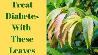Diabetes Treatment - How To Treat Diabetes With Mango Leaves