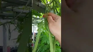 SATISFYING HARVEST SOUND #short #harvest #gardening