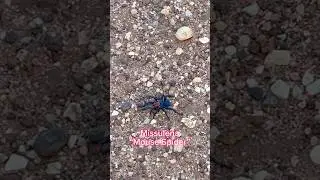 Missulena &ldquo;mouse spider&rdquo; 🕷️