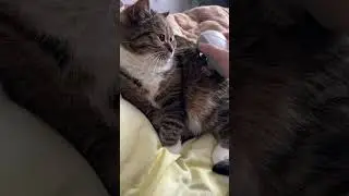 До чего дошел прогресс #сфинкс #сфінкс #маркус #кот #котсфинкс #электроник