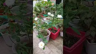 WHITE  ROSE AND PLANTS CARE IN JUNE MONTH#homegarden #shortvideo #ytshorts #terracegarden