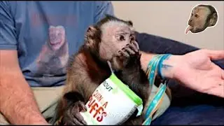 Monkey Shares Quinoa Puffs With Pet Human!