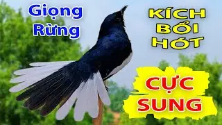 Choè than mồi hót réo kích bổi ức chế đấu lại | Chòe than hót giọng rừng cực phê #choethan
