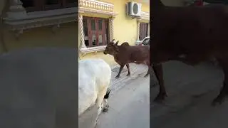 So many cows in the streets of Jaipur, India 🇮🇳