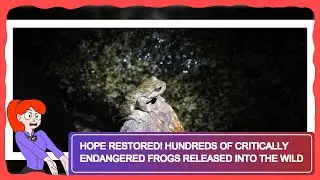 Hope Restored! Hundreds of Critically Endangered Frogs Released into the Wild