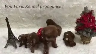 Tea Cup Super Red Poodle from Von Paris Kennel pronounce Merry Christmas 2017 & Happy New Year 2018
