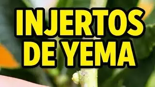 injerto de escudete