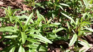 Summer Savory Patch Growth Update - Zaatar