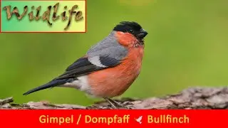 Gimpel (Pyrrhula pyrrhula) / Dompfaff / Blutfink -  Eurasian bullfinch / common bullfinch