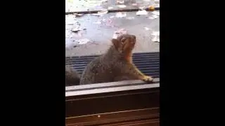 Fatboy the Squirrel