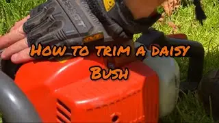 How to prune a daisy bush