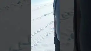 На зимнике непонятные следы!