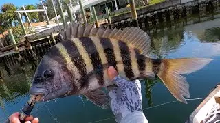BIG Sheepshead Were Under These Docks (Catch, Clean & Cook)