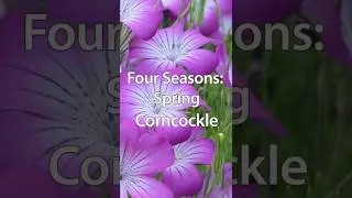 Floral Design for Four Seasons | Spring: Corncockle
