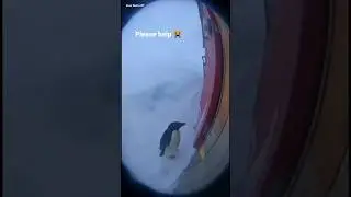 Penguin crying in snow 😔!