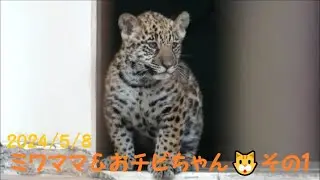 【ジャガー】ミワママ＆おチビちゃん🐱その１　2024/5/8　とべ動物園