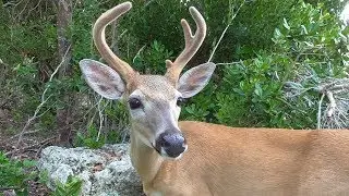 Tiny friendly key deer
