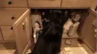 Mouse Hunt