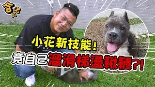 【老含與狗】教會惡霸犬你丟我撿，小花成功被馴服！【含老闆】