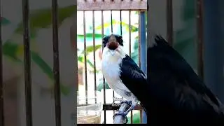 JINJING BATU GACOR #kicaumonster #kicaumania #birds