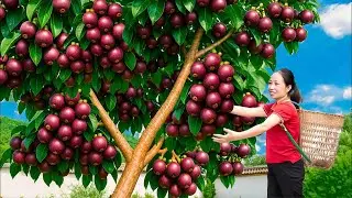 Harvesting Rare Sapodilla | Homemade Butter Bagels & Village Cooking