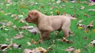 Fox Red Labrador Retriever Puppies For Sale